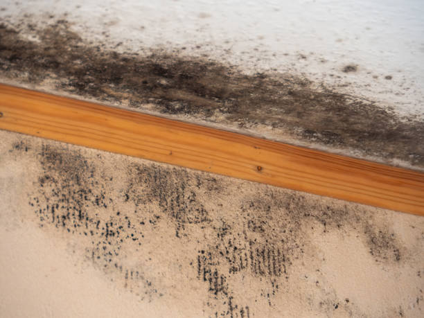 Best Dehumidification Services  in Manvel, TX