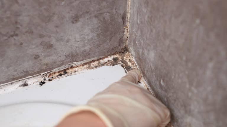 Manvel, TX Mold Removal Company